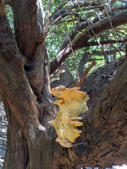 Laetiporus sulphureus