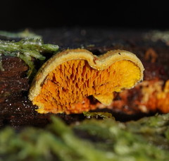 Pseudomerulius