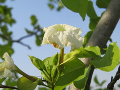 Dolichandrone atrovirens