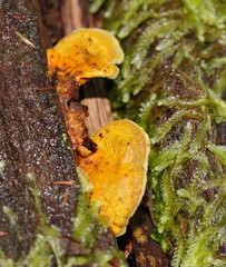 Pseudomerulius