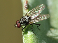 Anthomyia pluvialis