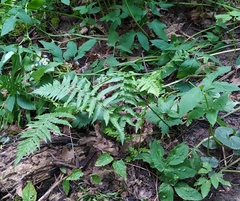 Dryopteris filix-mas