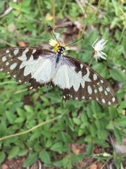 Graphium angolanus baronis