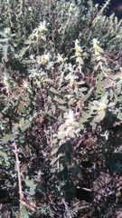 Buddleja scordioides