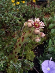 Sempervivum tectorum