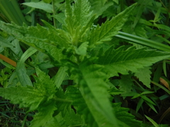 Campanula trachelium