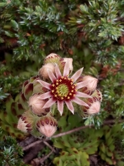 Sempervivum tectorum
