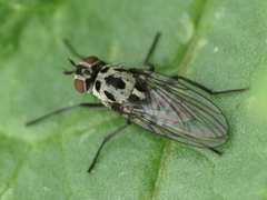 Anthomyia pluvialis