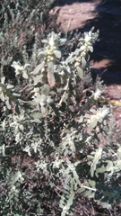 Buddleja scordioides