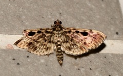 Rhimphaliodes macrostigma