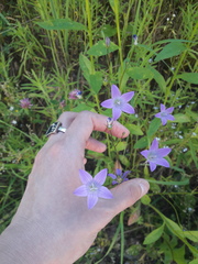 Campanula patula