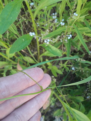 Campanula patula