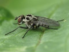 Anthomyia pluvialis