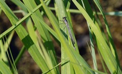 Coenagrion lunulatum