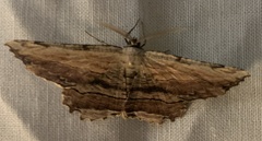 Lytrosis