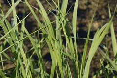 Coenagrion lunulatum