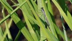 Coenagrion lunulatum
