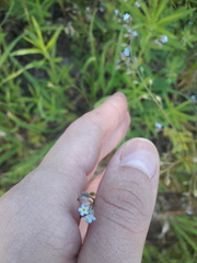 Myosotis arvensis