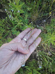 Myosotis arvensis