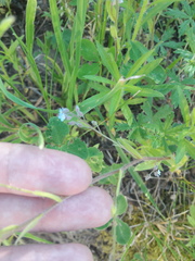 Myosotis arvensis