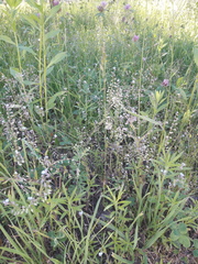 Myosotis arvensis