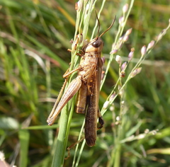 Entomophaga grylli