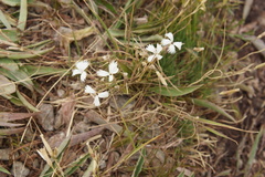 Dianthus acicularis