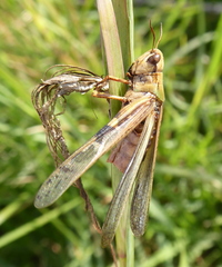 Entomophaga grylli