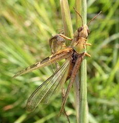 Entomophaga grylli
