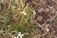 Dianthus acicularis