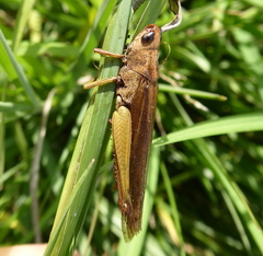 Entomophaga grylli