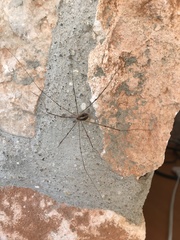 Cosmobunus granarius