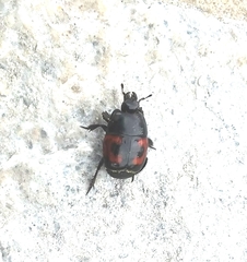 Hister quadrimaculatus