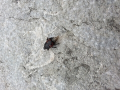 Hister quadrimaculatus