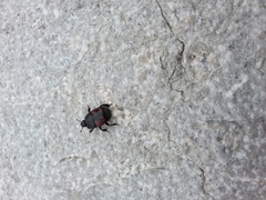 Hister quadrimaculatus