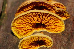 Pseudomerulius