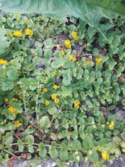 Lysimachia nummularia