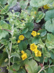 Lysimachia nummularia