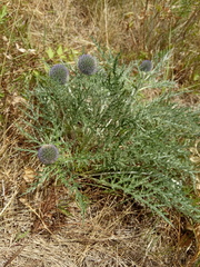 Echinops latifolius