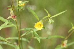 Ludwigia alternifolia