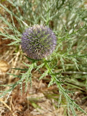 Echinops latifolius