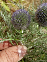 Echinops latifolius