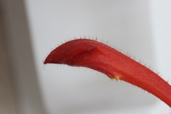 Columnea microcalyx