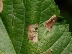 Phyllonorycter issikii