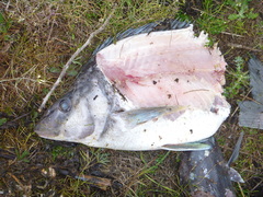 Latris lineata