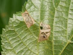 Phyllonorycter issikii