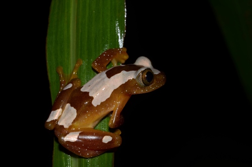 False Striped Spiny Reed Frog, Afrixalus paradorsalis