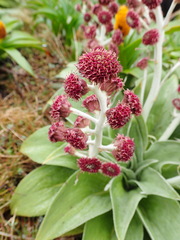 Pleurophyllum hookeri