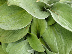 Pleurophyllum hookeri