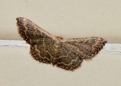 Idaea costiguttata